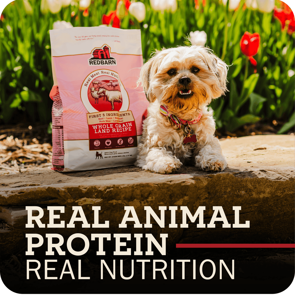 Dog with Redbarn pet food package in a garden setting