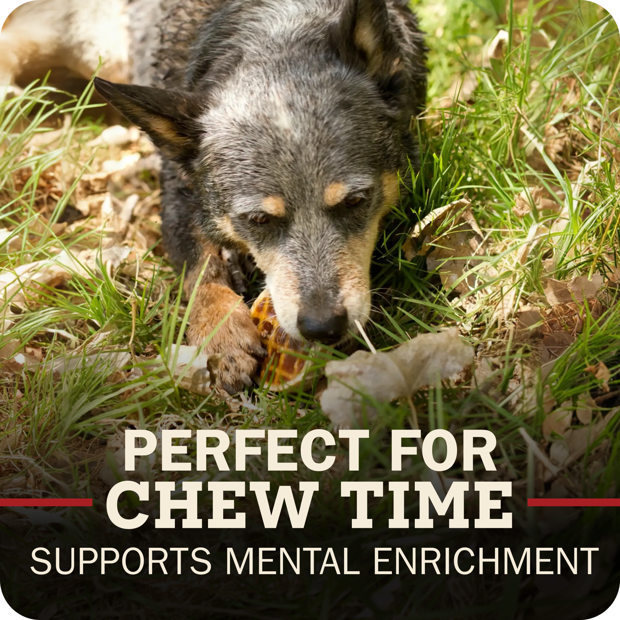 A close-up photo of a dog chewing a Redbarn Roofle on a grass and leaves outdoors, with overlaid text reading 'PERFECT FOR CHEW TIME' and 'SUPPORTS MENTAL ENRICHMENT'.