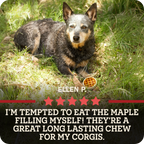 A dog lying in grass with a Redbarn Roofle treat in front of it. Text at the bottom with a 5 star review from, 'Ellen P. that reads, I'm tempted to eat the maple filling myself! They're a great long lasting chew for my Corgis.
