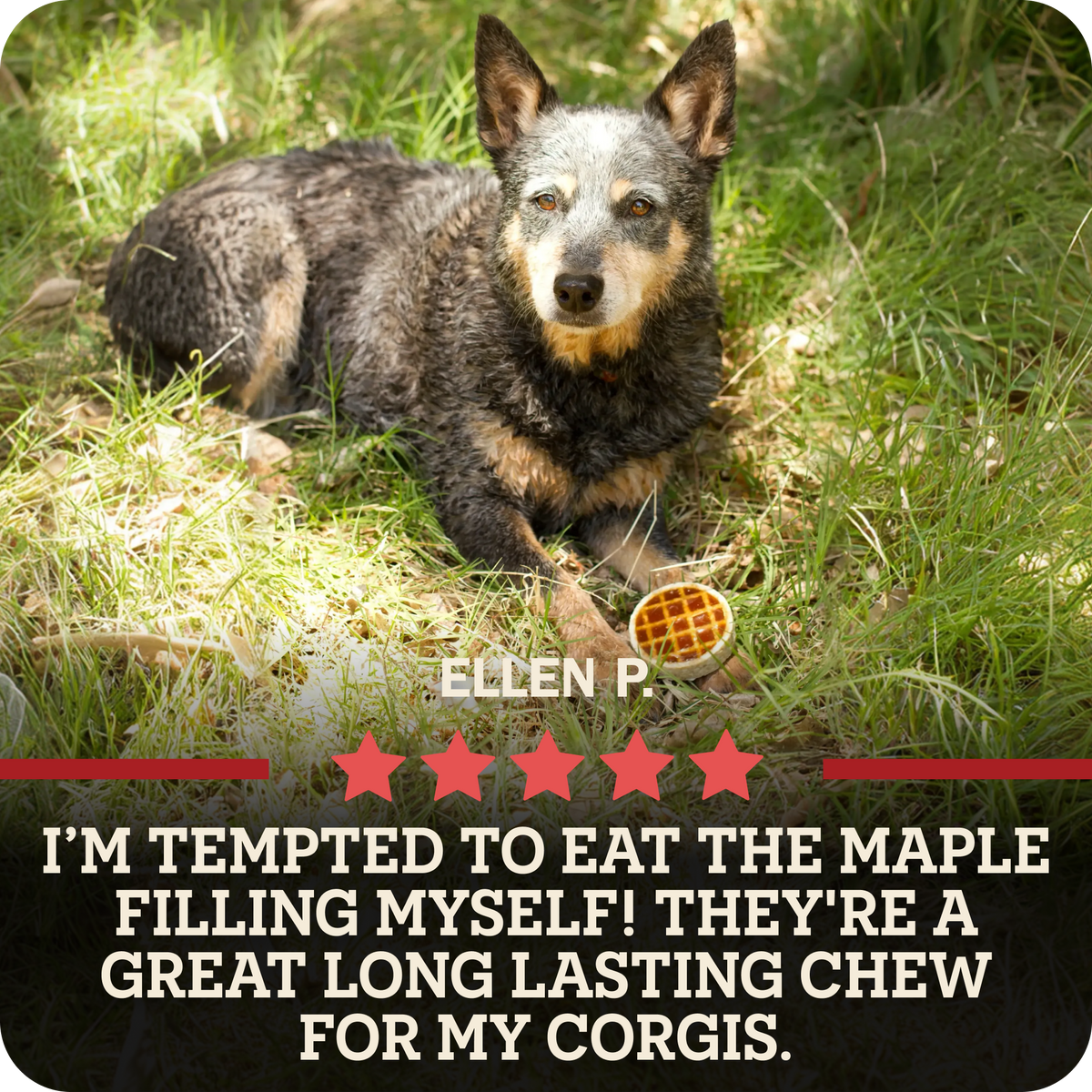 A dog lying in grass with a Redbarn Roofle treat in front of it. Text at the bottom with a 5 star review from, 'Ellen P. that reads, I'm tempted to eat the maple filling myself! They're a great long lasting chew for my Corgis.
