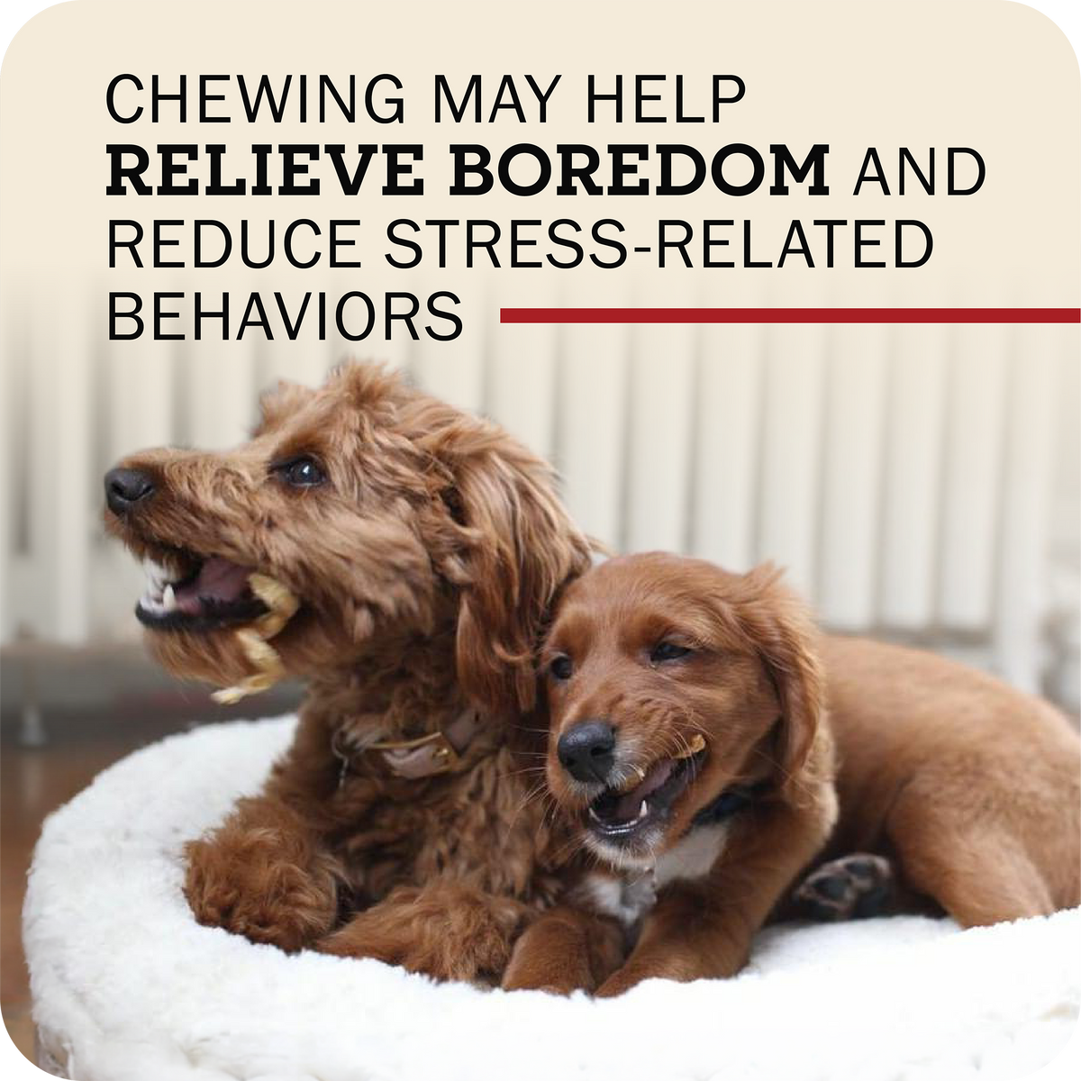 Dog Chews product image 9