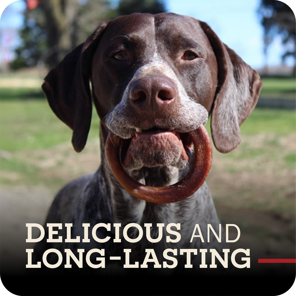 Dog Chew product image 2