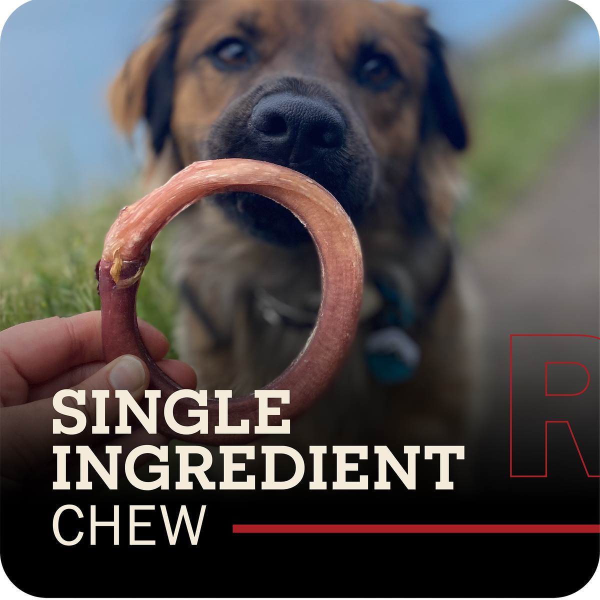 Dog Chew product image 7