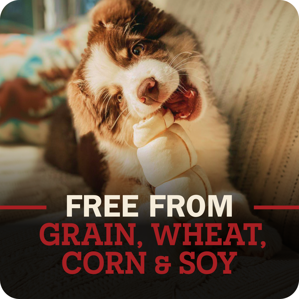 A brown and white dog is shown chewing on a beef cheek treat while sitting on a couch. The image features a dark overlay at the bottom with red and white text reading 'FREE FROM GRAIN, WHEAT, CORN & SOY'.
