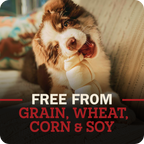 A brown and white dog is shown chewing on a beef cheek treat while sitting on a couch. The image features a dark overlay at the bottom with red and white text reading 'FREE FROM GRAIN, WHEAT, CORN & SOY'.
