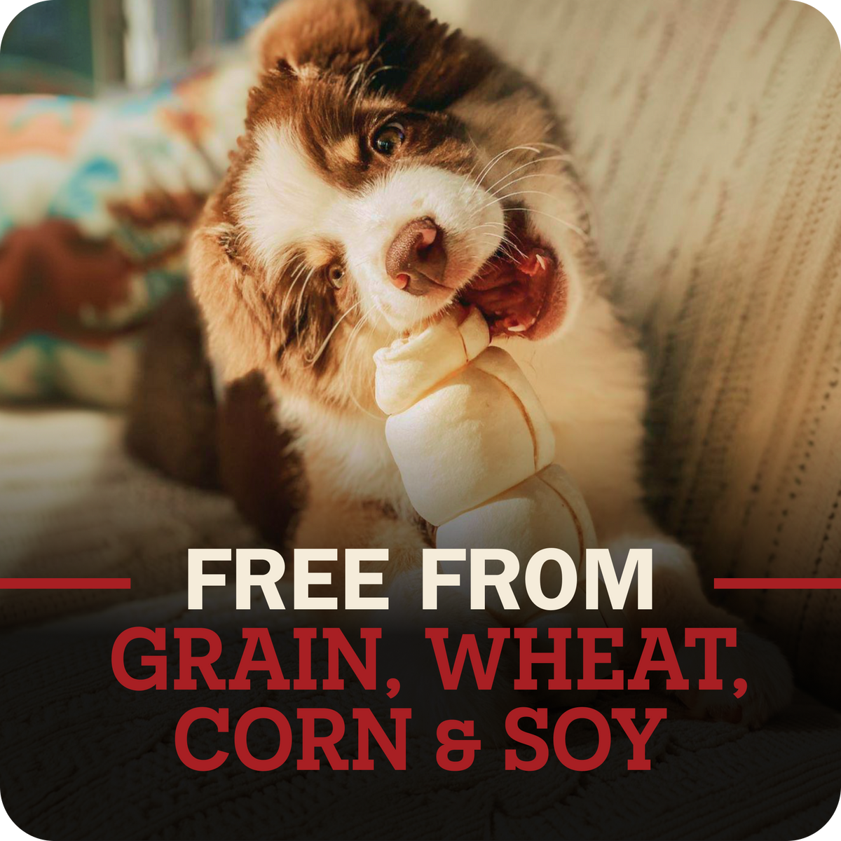 A brown and white dog is shown chewing on a beef cheek treat while sitting on a couch. The image features a dark overlay at the bottom with red and white text reading 'FREE FROM GRAIN, WHEAT, CORN & SOY'.