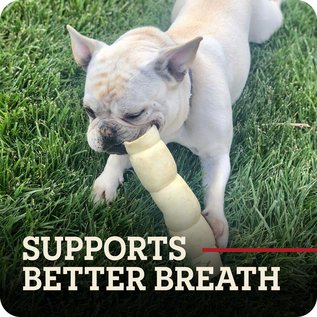 A light fawn French Bulldog lying on green grass while chewing a beef cheek roll dog chew. Large text at the bottom reads 'SUPPORTS BETTER BREATH' with a red underline.