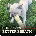 A light fawn French Bulldog lying on green grass while chewing a beef cheek roll dog chew. Large text at the bottom reads 'SUPPORTS BETTER BREATH' with a red underline.