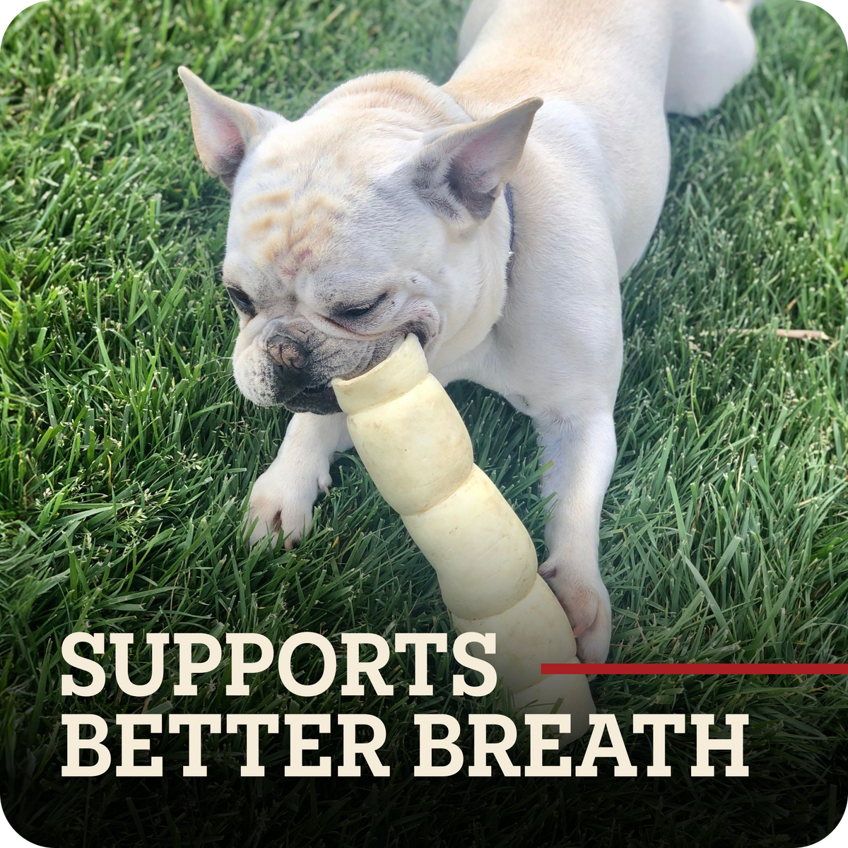 A light fawn French Bulldog lying on green grass while chewing a beef cheek roll dog chew. Large text at the bottom reads 'SUPPORTS BETTER BREATH' with a red underline.