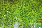 Live Dwarf Sagittaria Aquarium Plant product image 22
