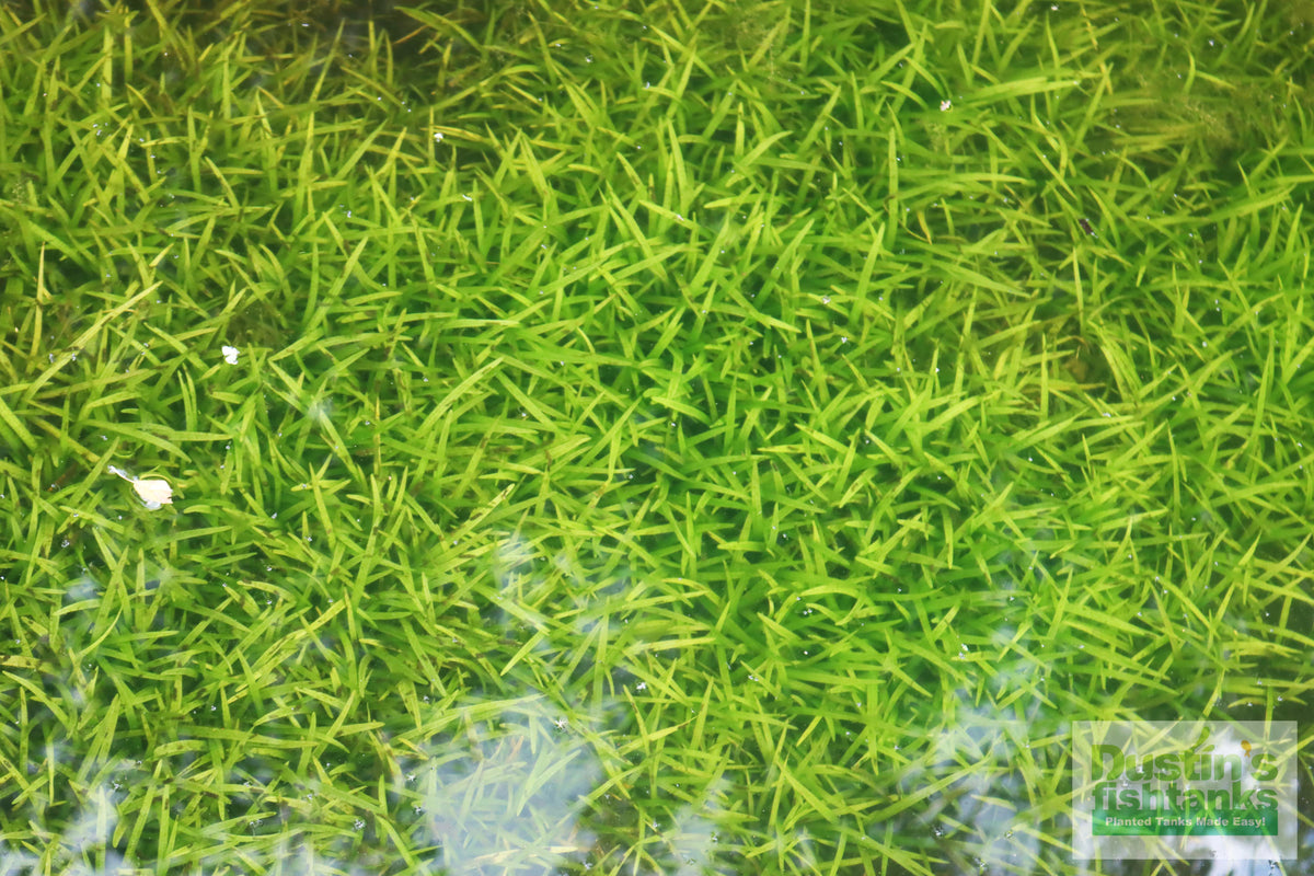 Live Dwarf Sagittaria Aquarium Plant product image 22