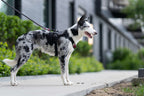 No Pull Dog Harness product image 2