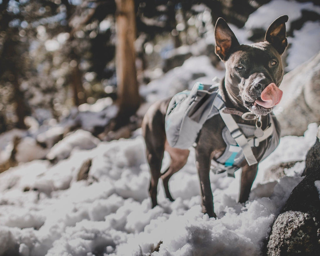 Dog Backpack product image 7