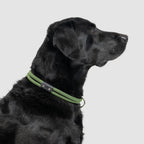 Climbing Rope Slip-On Dog Collar product image 16