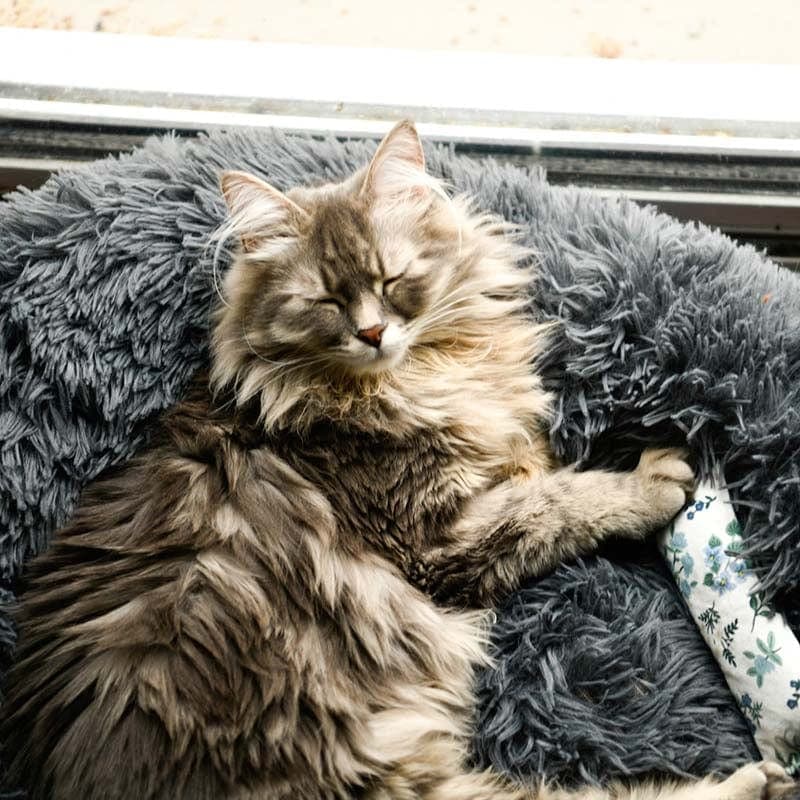 Donut Cat Bed product image 2
