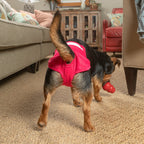 Washable Dog Diapers product image 1