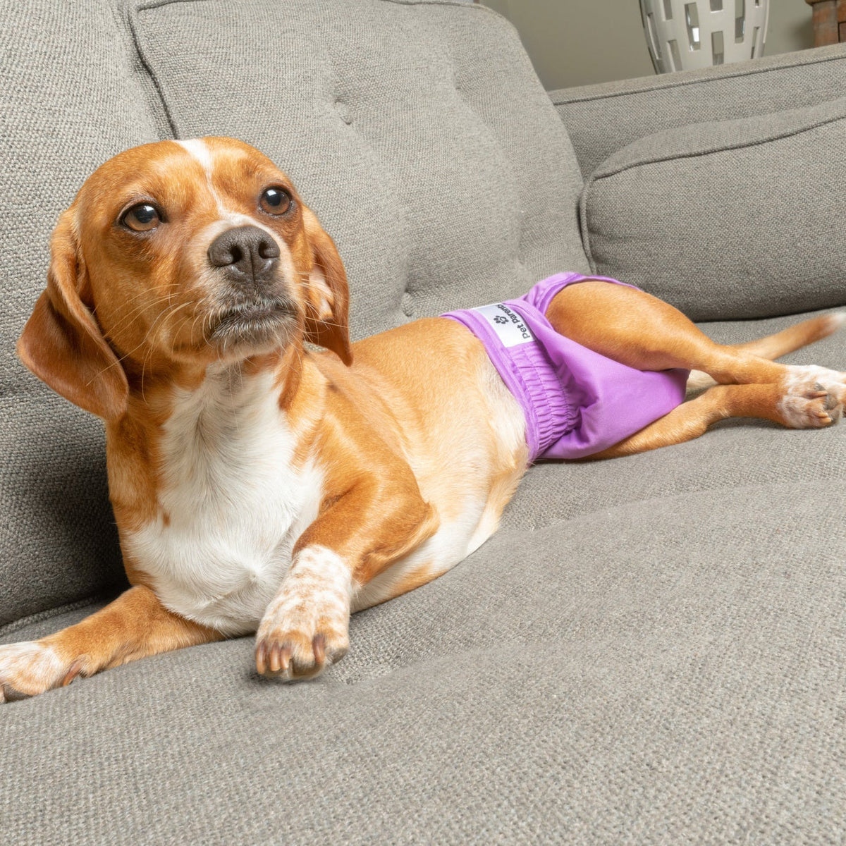 Washable Dog Diapers product image 5