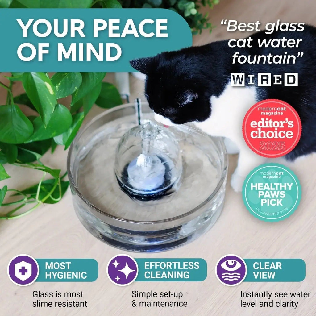All-Glass Pet Water Fountain product image 3