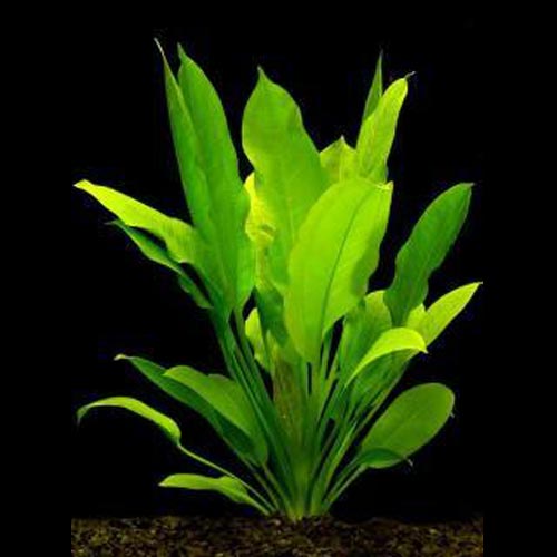 Aquarium Plant product image 1