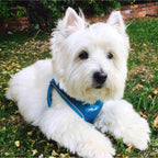 Step-In Dog Harness product image 1
