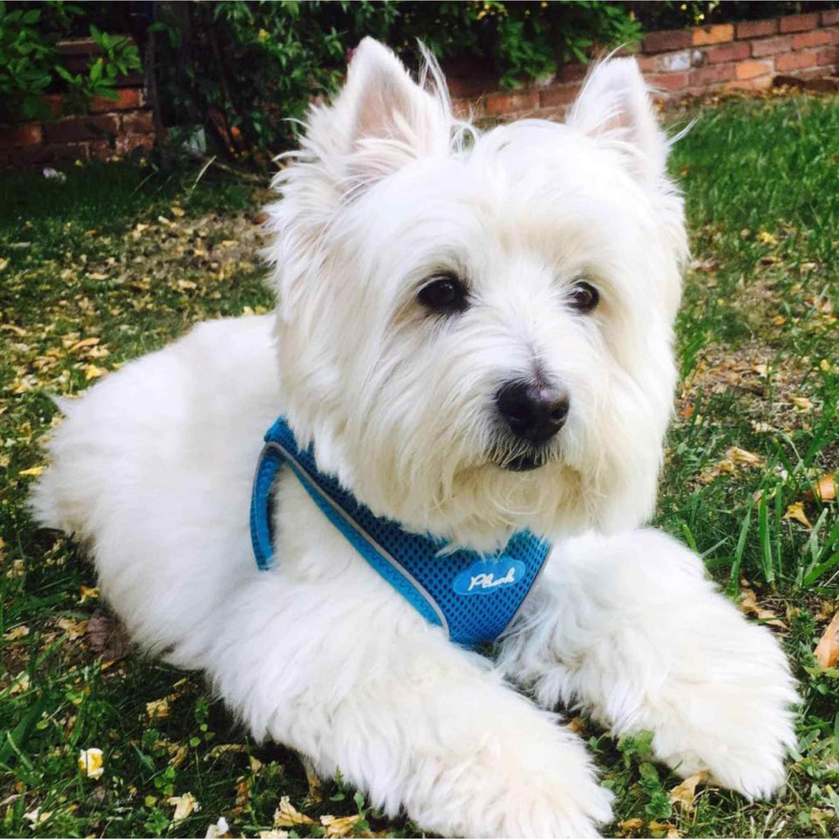 Step-In Dog Harness product image 1