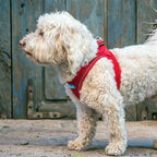 Step-In Dog Harness product image 13