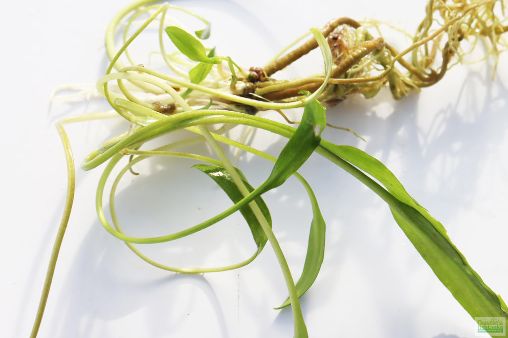 Cryptocoryne Aquarium Plant Pack product image 18
