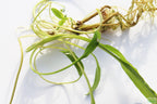 Cryptocoryne Aquarium Plant Pack product image 18