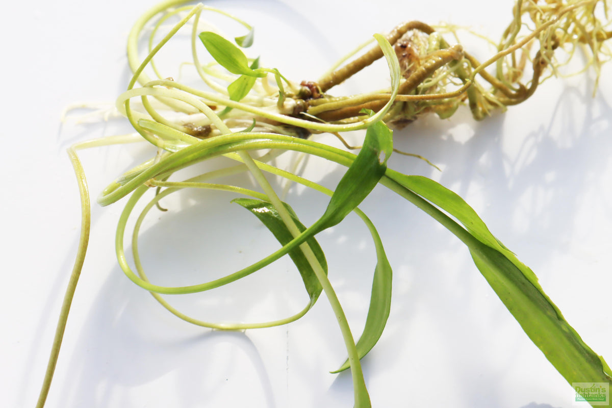 Cryptocoryne Aquarium Plant Pack product image 18