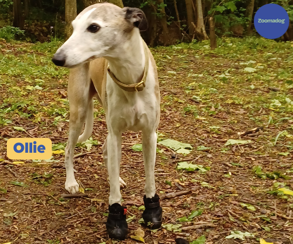 Greyhound and Whippet Dog Boots product image 37