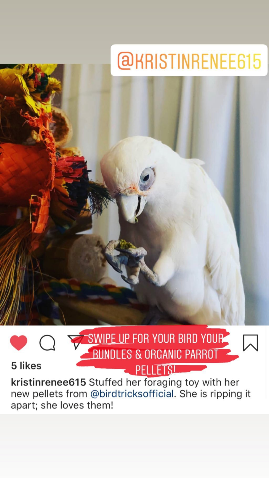 organic parrot pellets