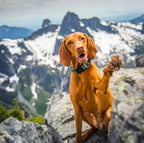 Climbing Rope Dog Collar product image 2