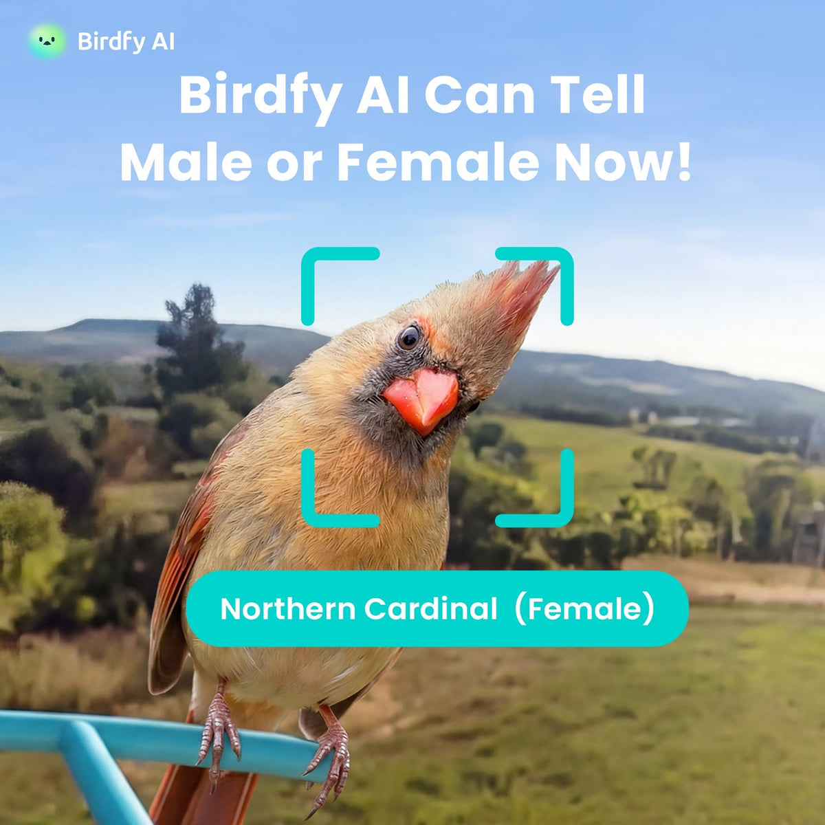 Smart Bird Feeder Camera product image 7