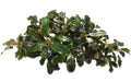 Aquarium Plant product image 1