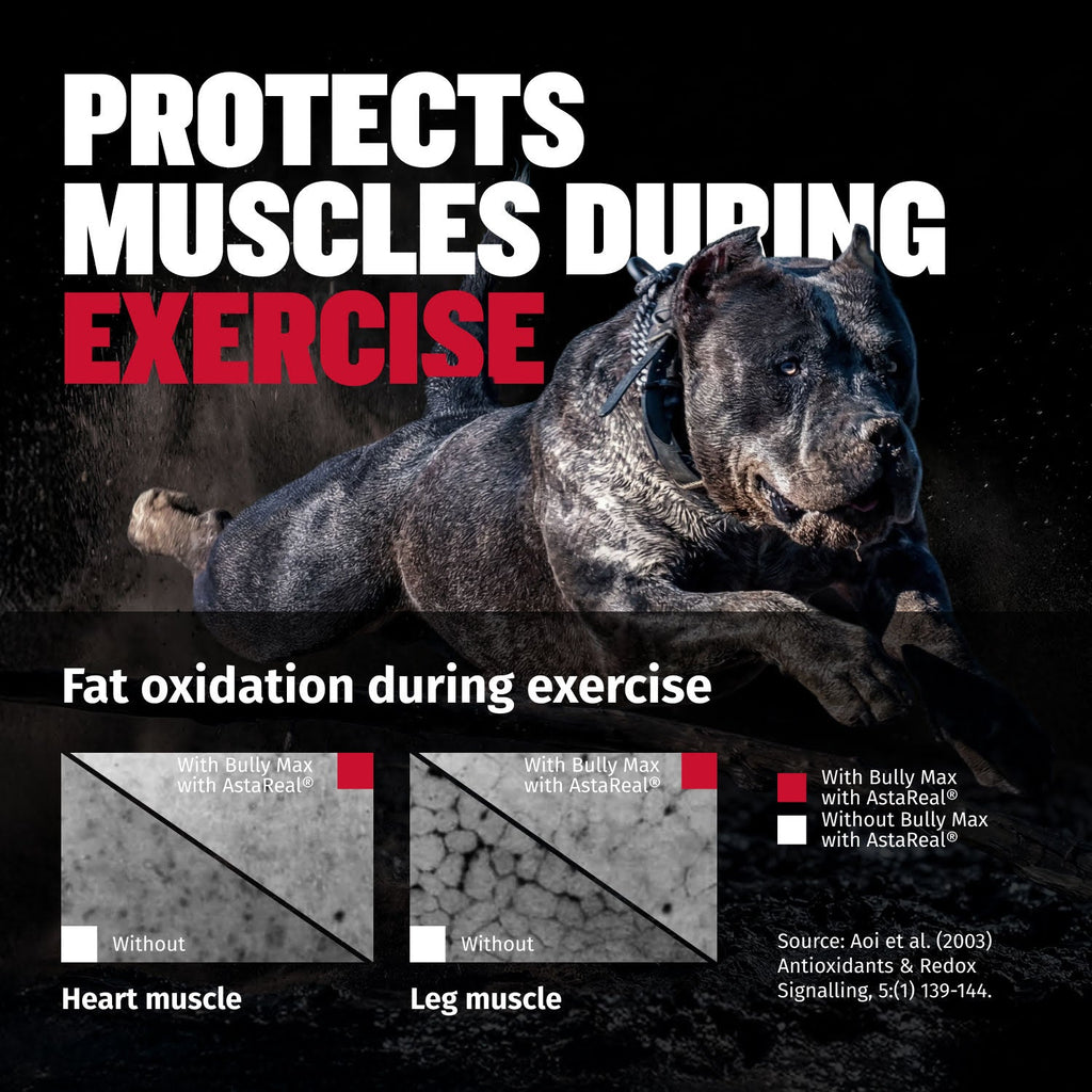 Liquid Muscle Support Supplement for Dogs product image 6