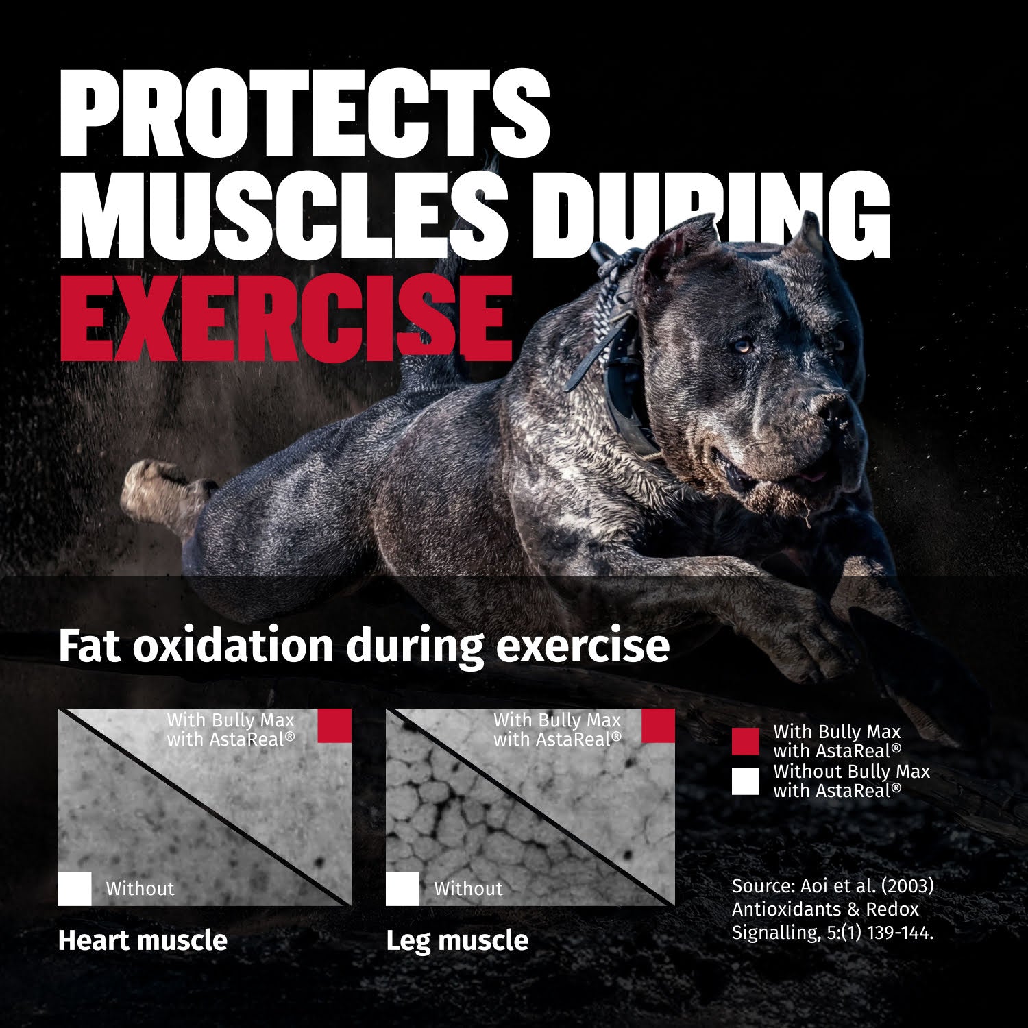 Liquid Muscle Support Supplement for Dogs product image 6