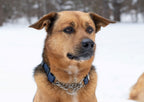 Martingale Collar product image 4
