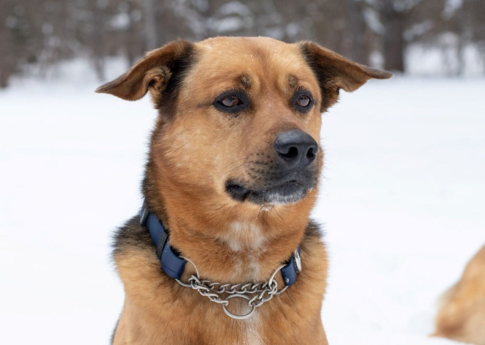 Martingale Collar product image 4