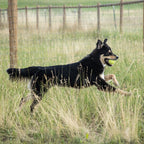 Dog Joint Supplement product image 8