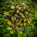 Aquarium Plant product image 1