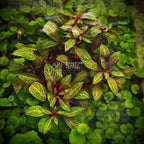 Aquarium Plant product image 1
