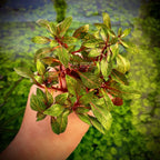 Aquarium Plant product image 2