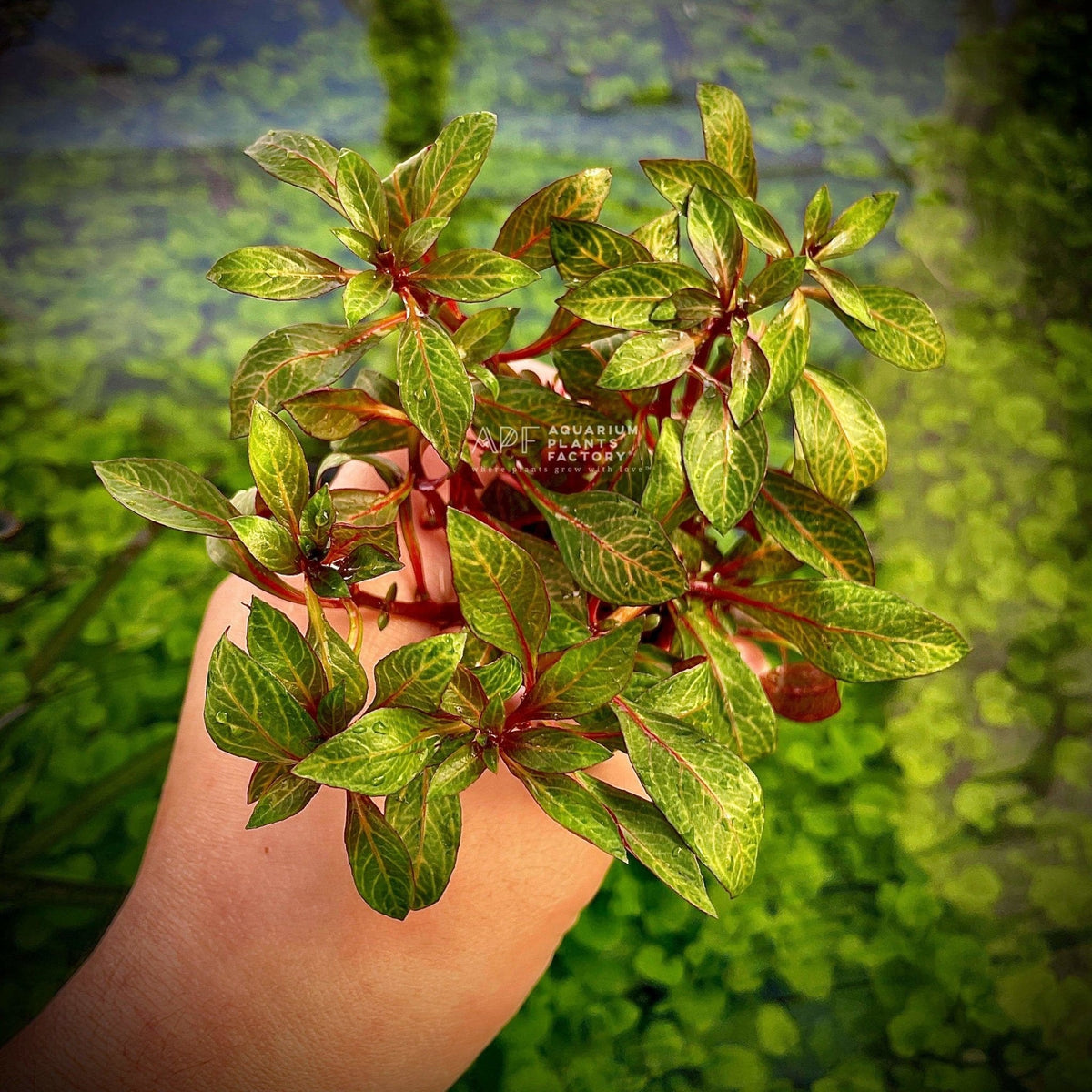Aquarium Plant product image 2