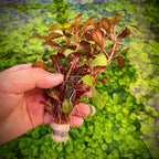 Aquarium Plant product image 3