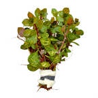 Aquarium Plant product image 4