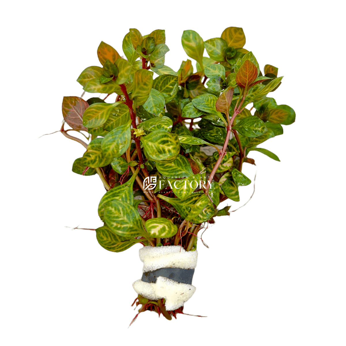 Aquarium Plant product image 4