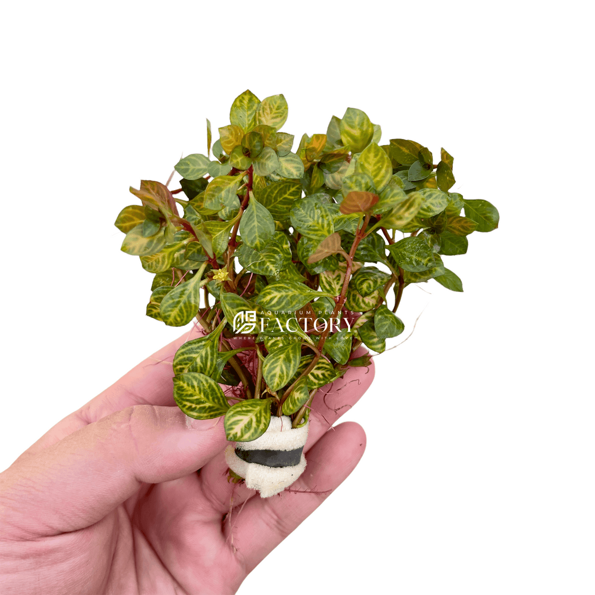 Aquarium Plant product image 5