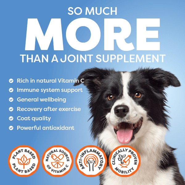 Dog Joint Supplement Powder product image 11
