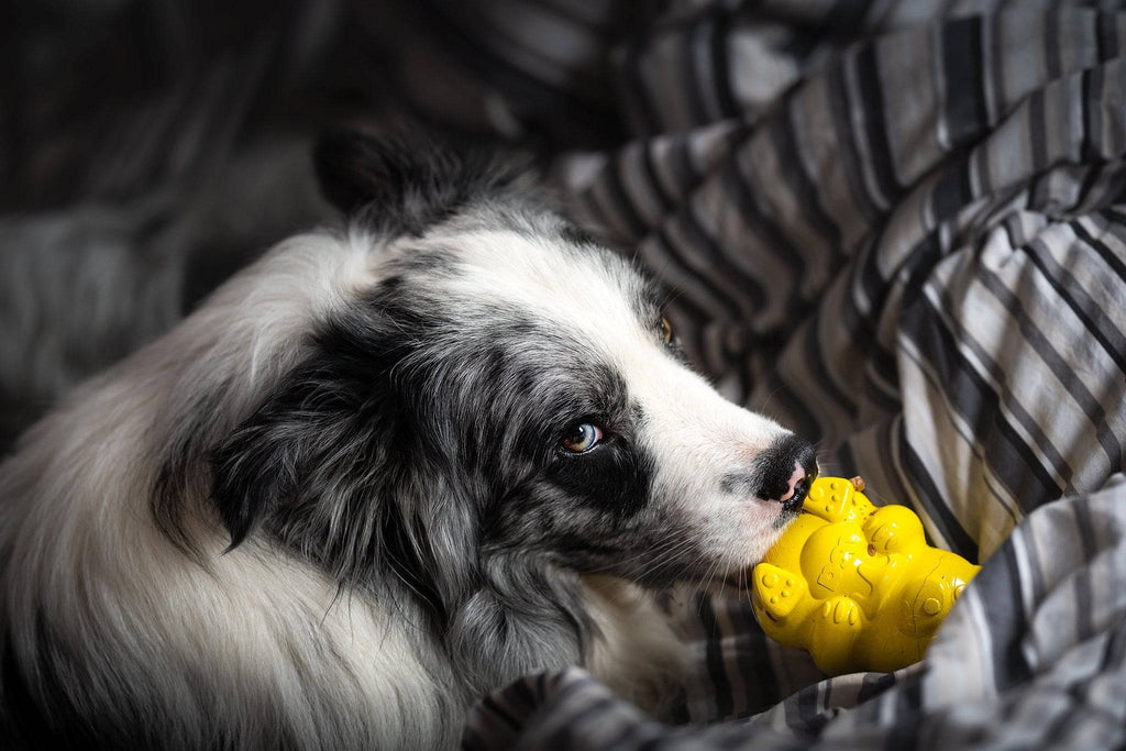 Dog Treat Dispenser product image 8