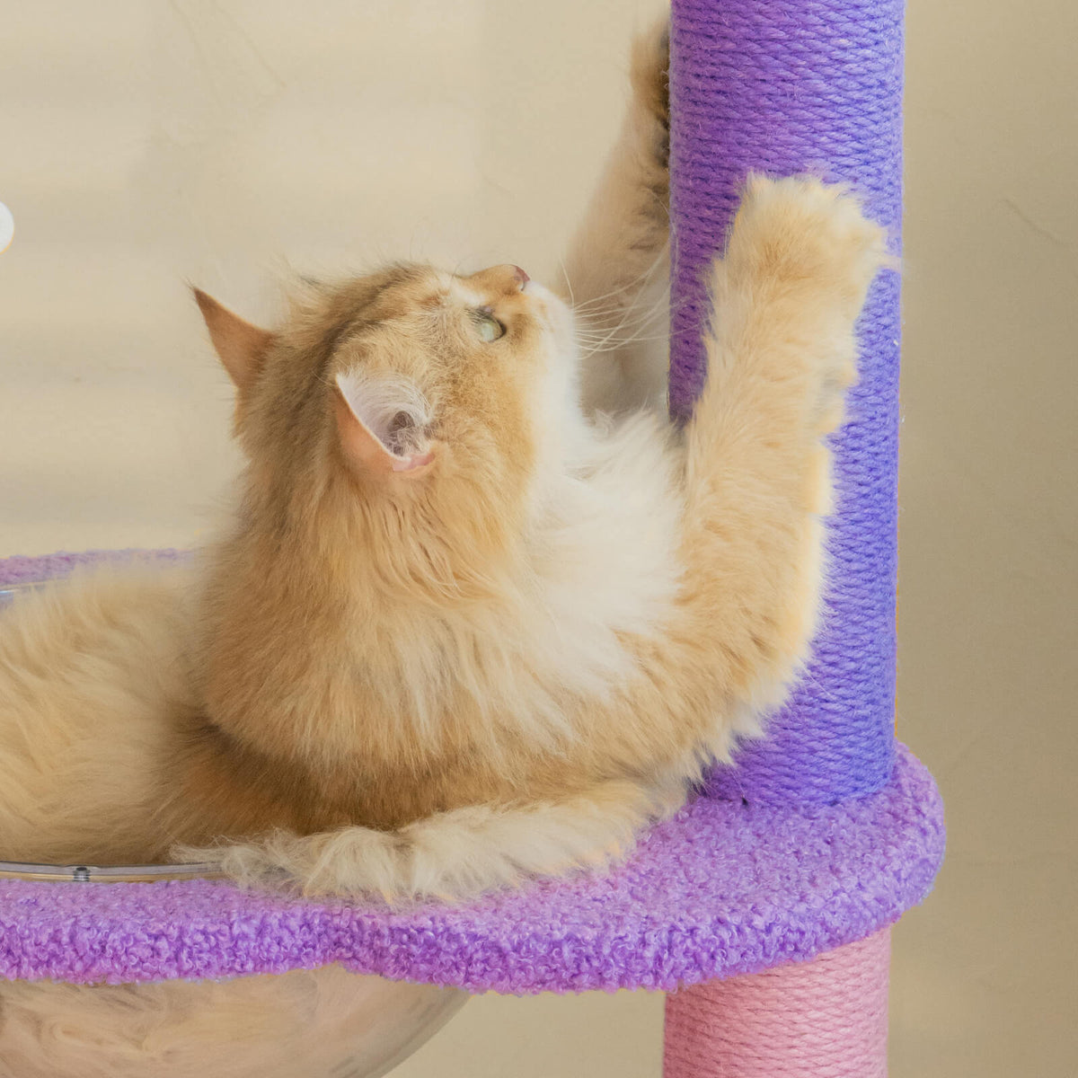 A cat scratching in the condo of the Moonlight Deluxe Cat Tree
